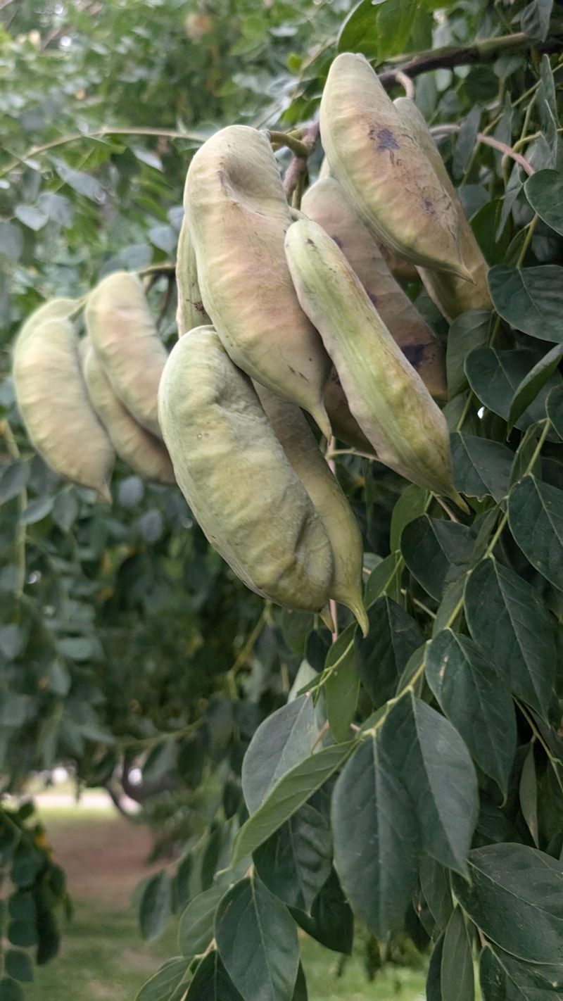 Kentucky Coffee Tree's Deceptive Pods
