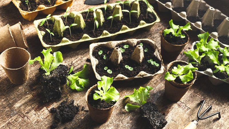 Specialized Seed Starting Kits vs. Egg Cartons