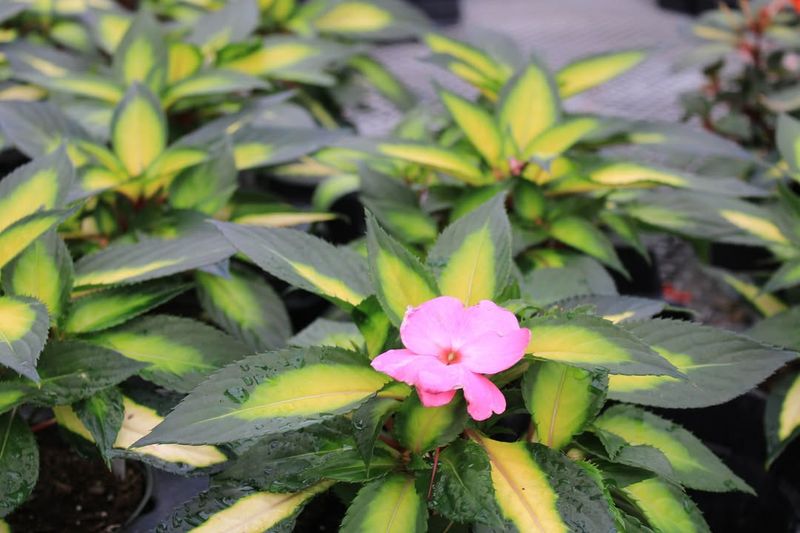 Dramatic New Guinea Impatiens