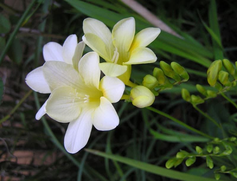 Freesia
