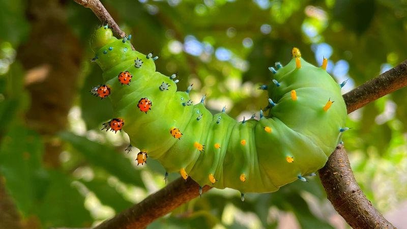 Cecropia Moth Caterpillar