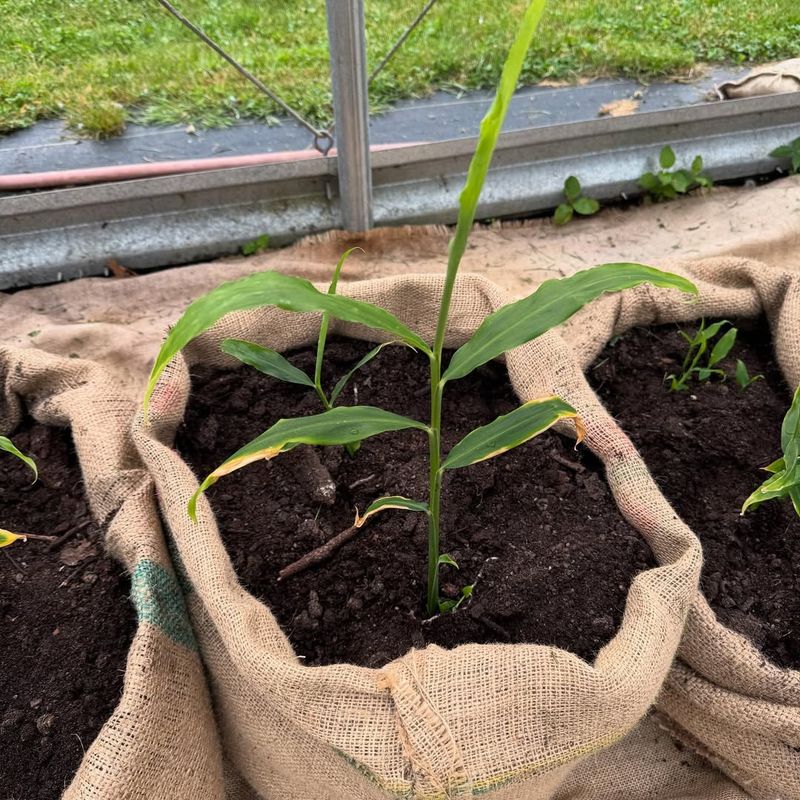 Use Landscape Fabric Underneath