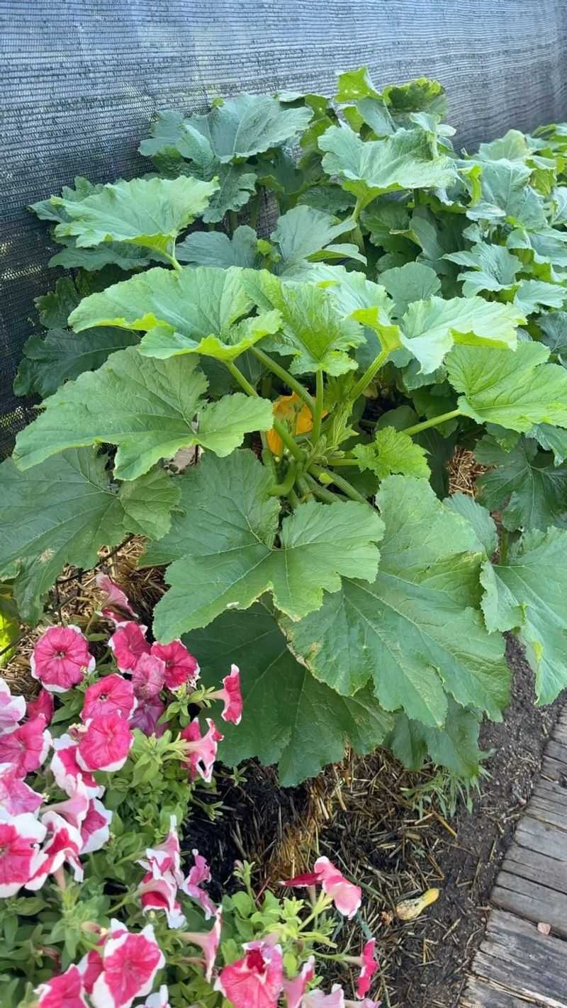 Trim Overlapping Leaves