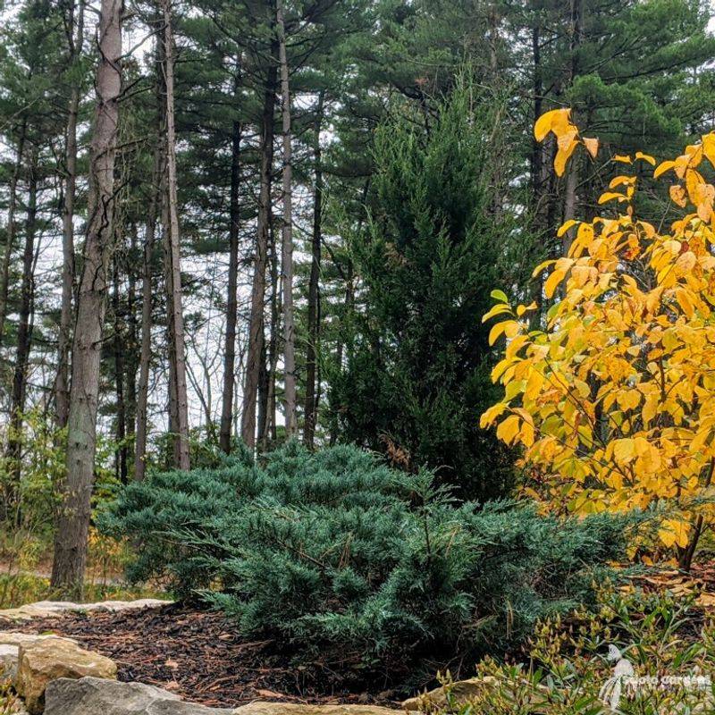 Add Dense Evergreens For Winter Protection