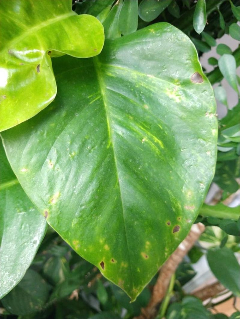 Cures Plant Bacterial Infections