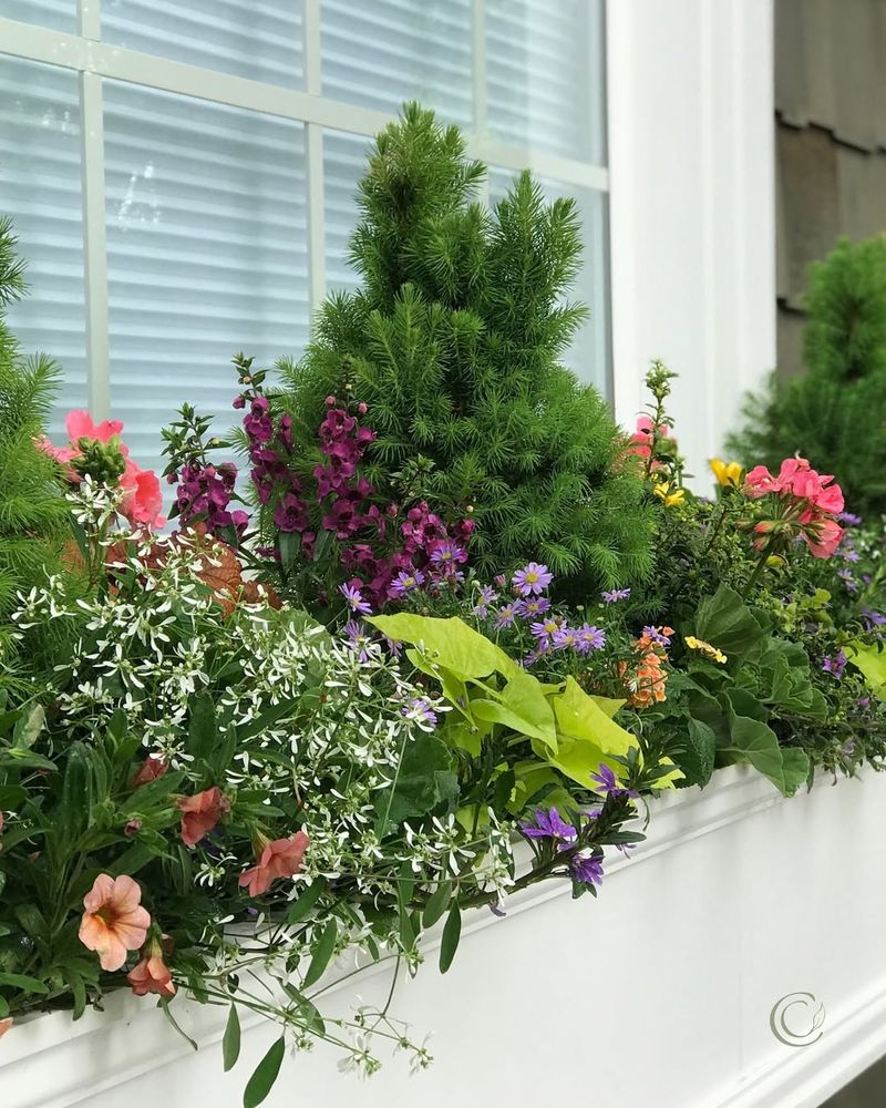 Wildflower Window Gardens