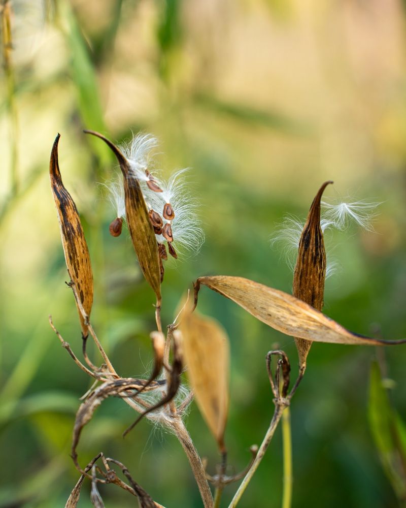 Let Things Self-Seed