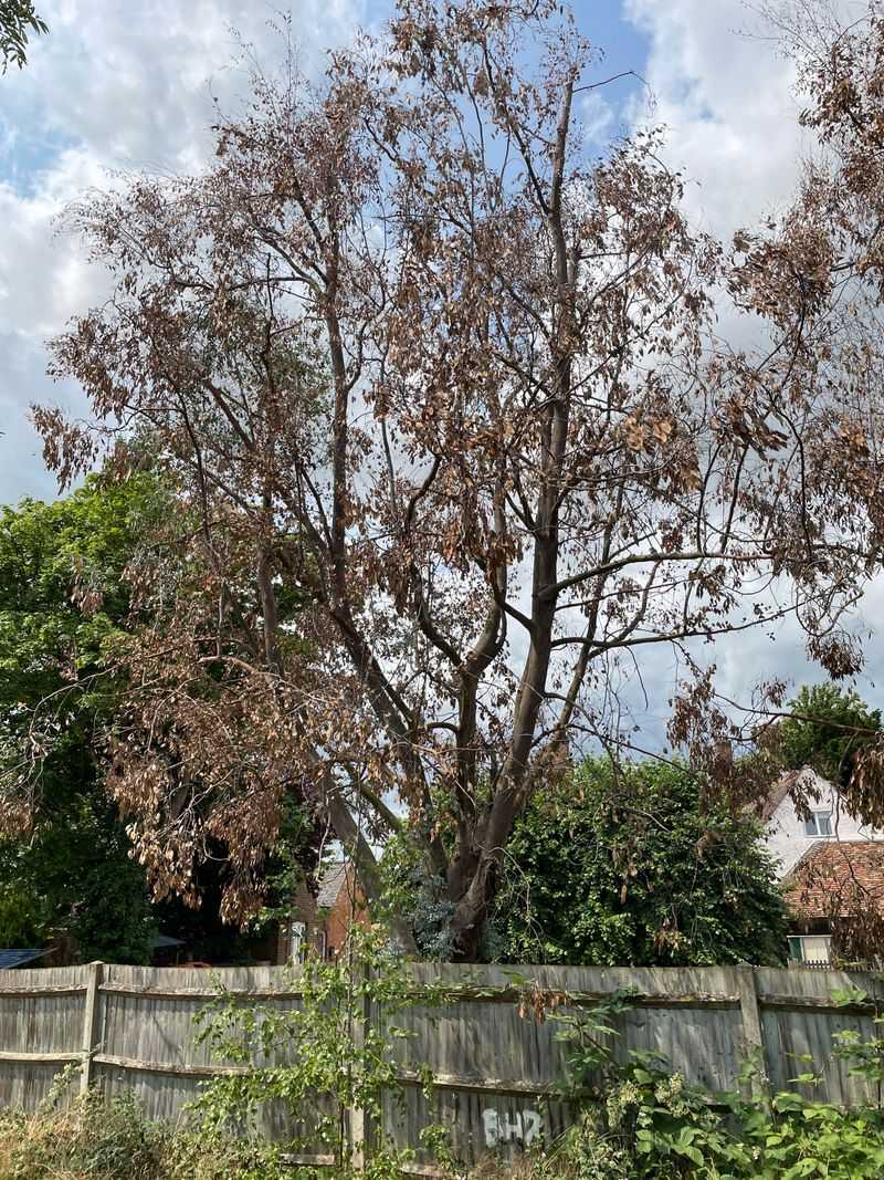 Eucalyptus