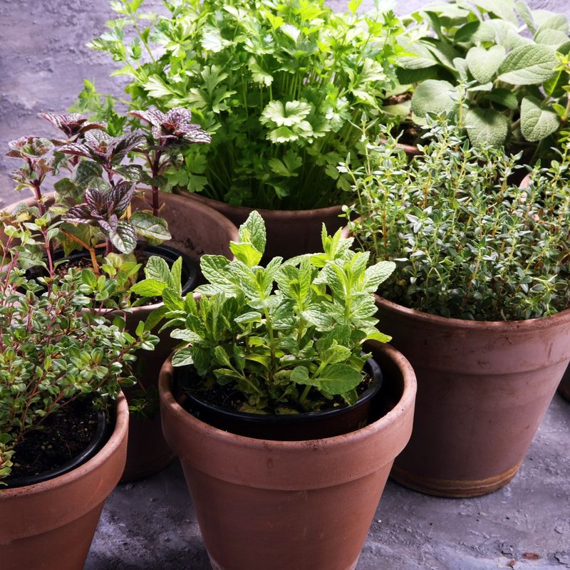 Reduces Pest Pressure