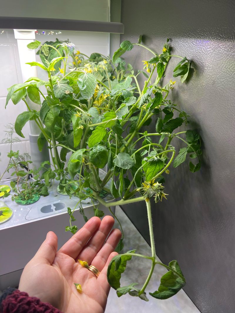 Hand Pollinate Flowering Vegetables