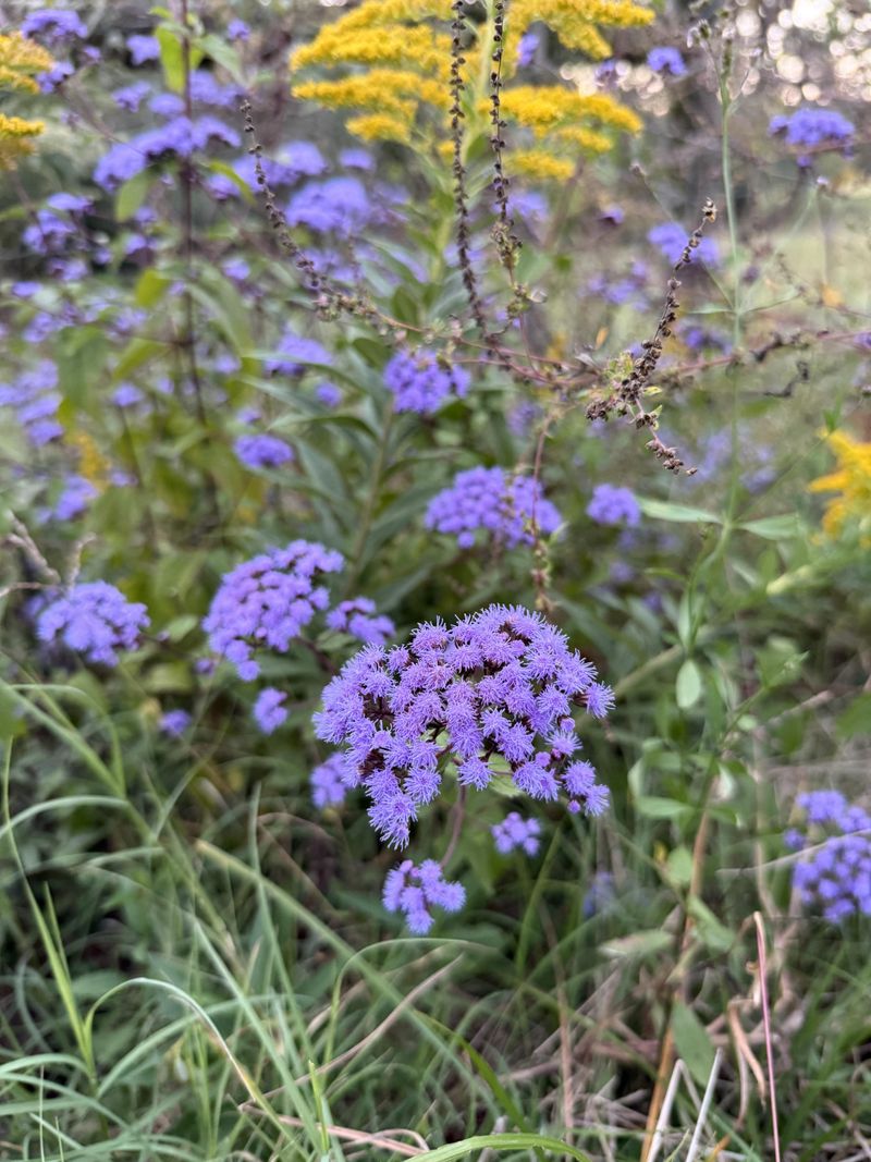 Utilize Edge Planting To Prevent Weed Invasion