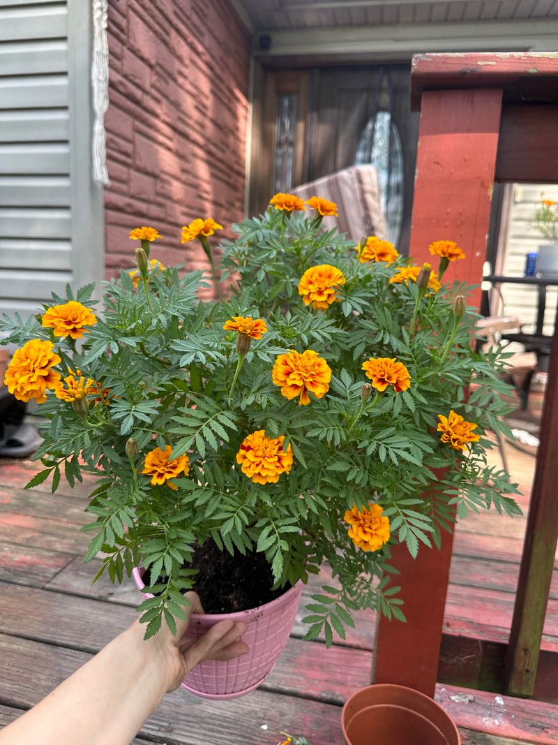 Prevents Flower Deterioration