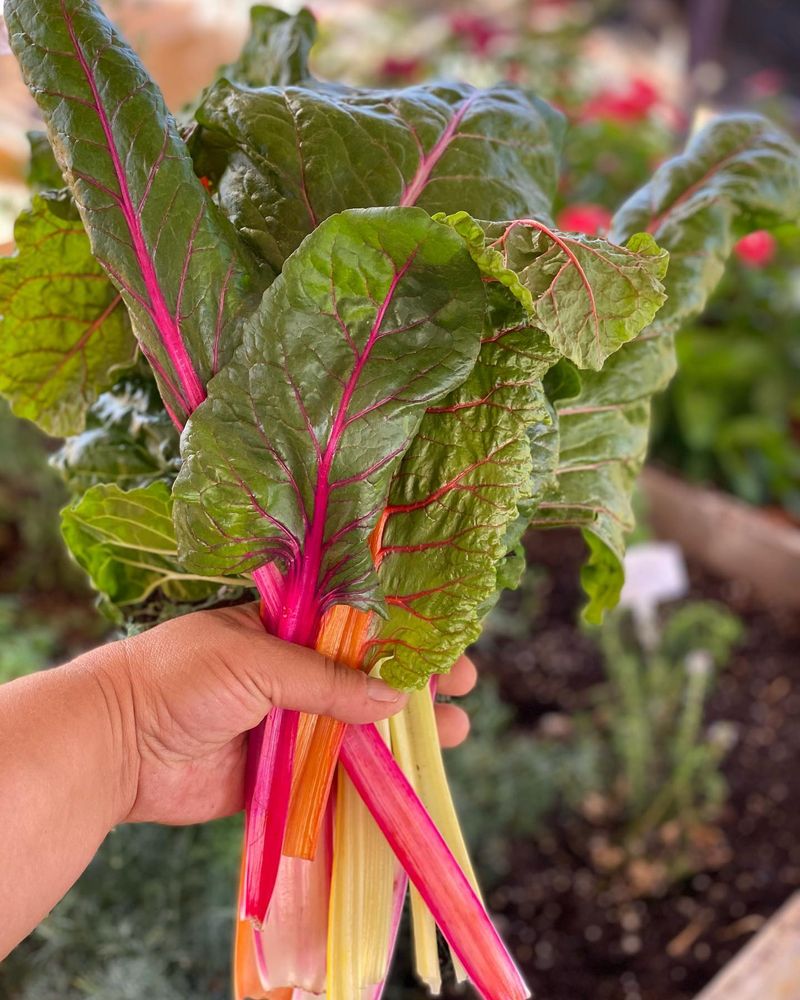 Swiss Chard