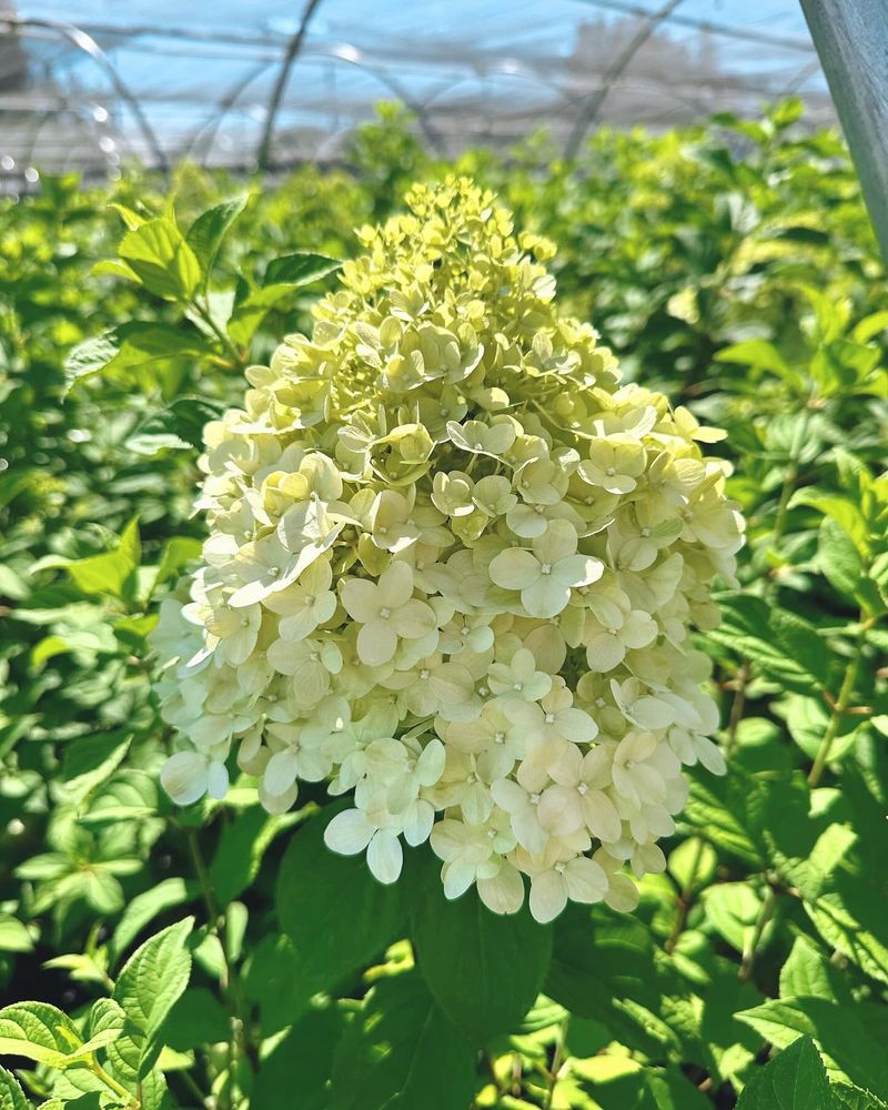 Limelight Hydrangea