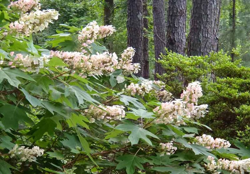 Oakleaf Hydrangea