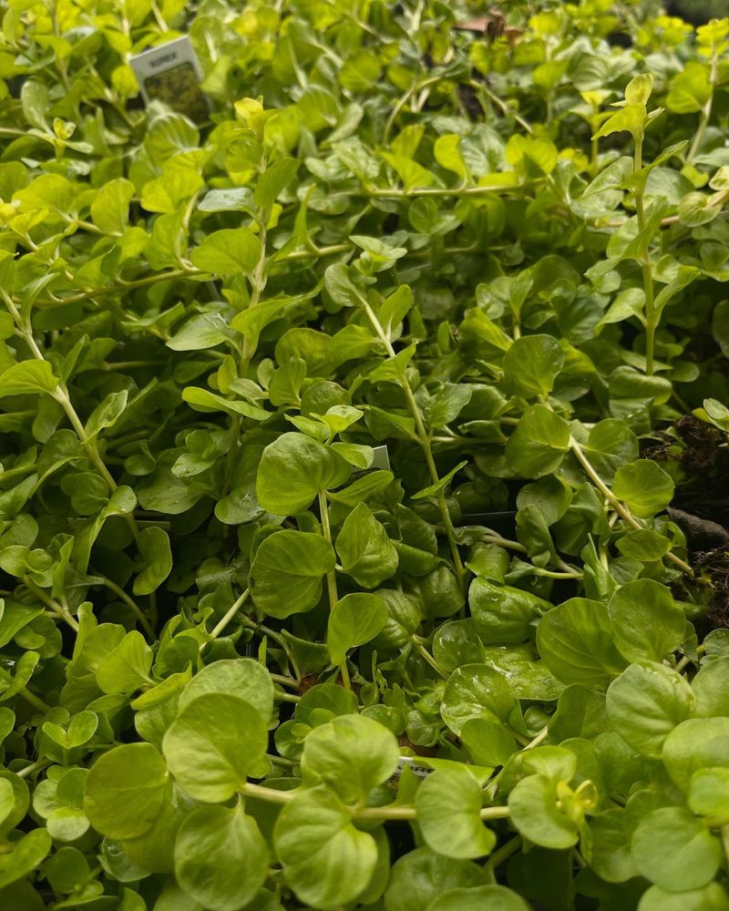 Creeping Jenny