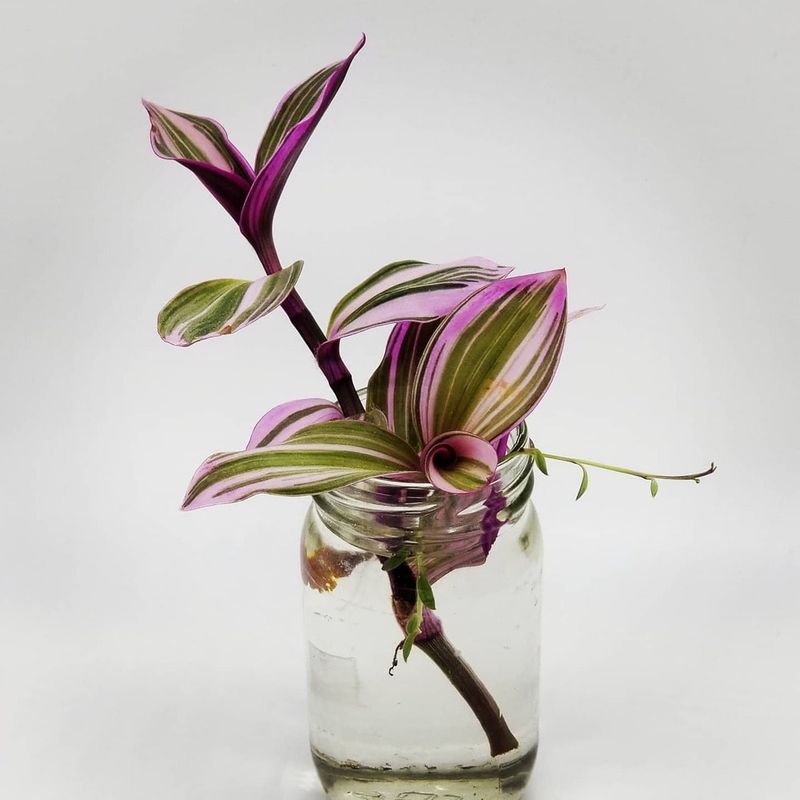 Wandering Jew
