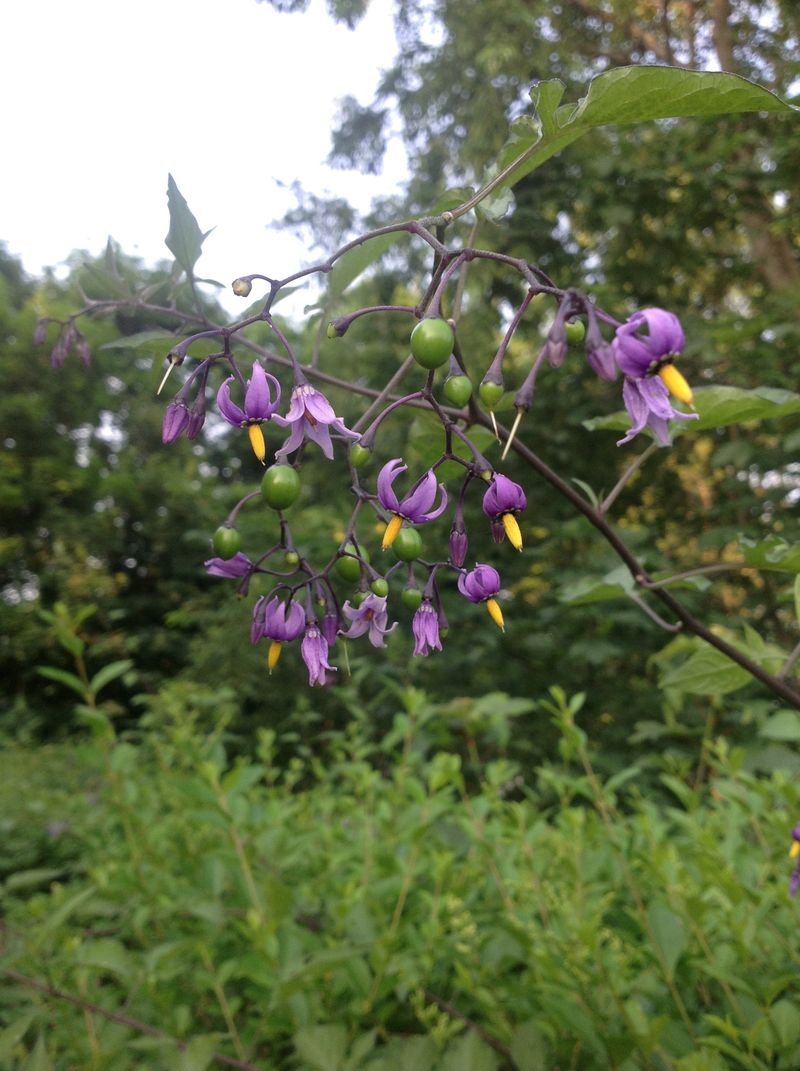 Nightshade