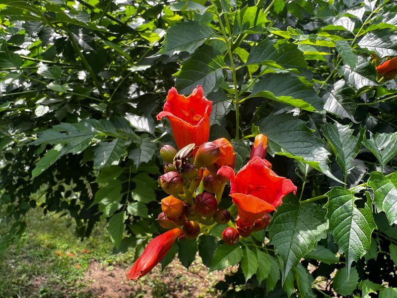 Trumpet Vine: The Surprising Sensitizer