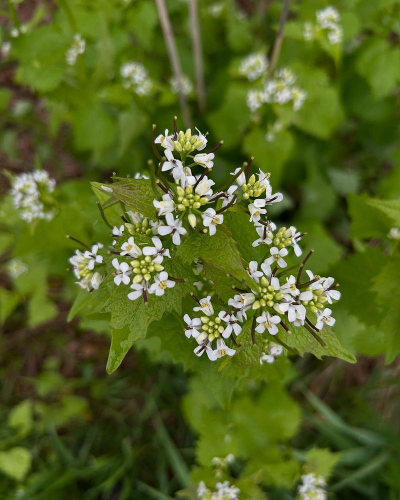 Garlic Mustard: The Forest Floor Invader