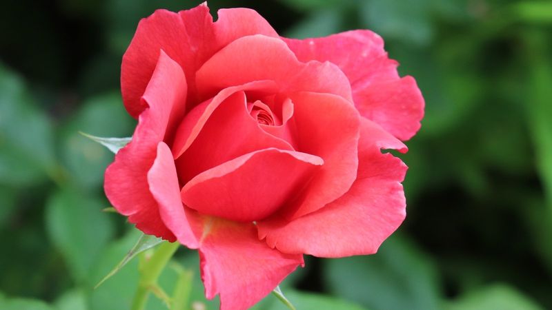 Grandiflora Rose 'Queen Elizabeth'