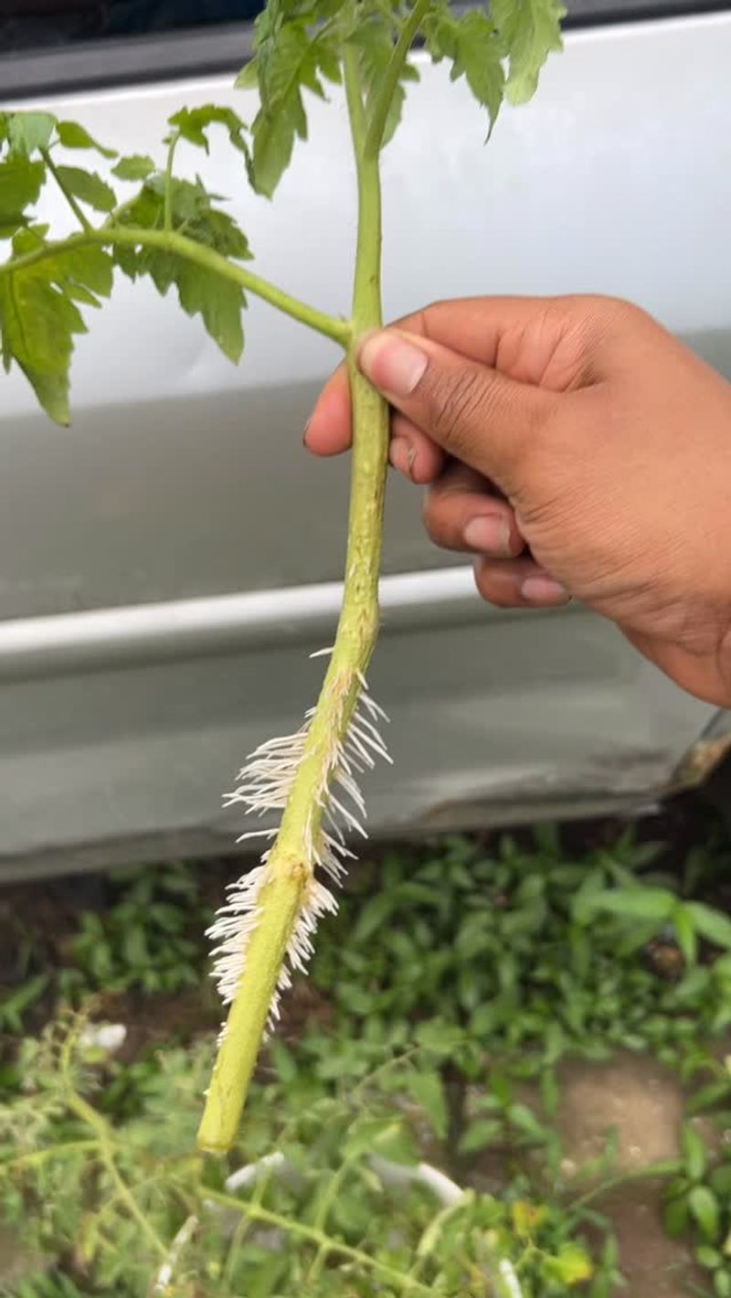 Encourages Stronger Main Stems