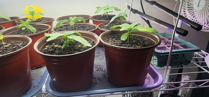Transplant Shock