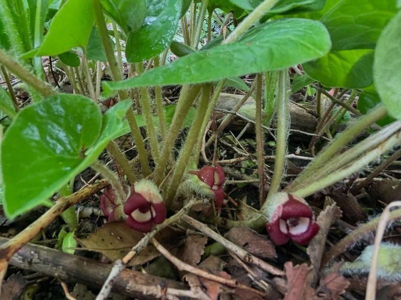 Wild Ginger (Asarum)