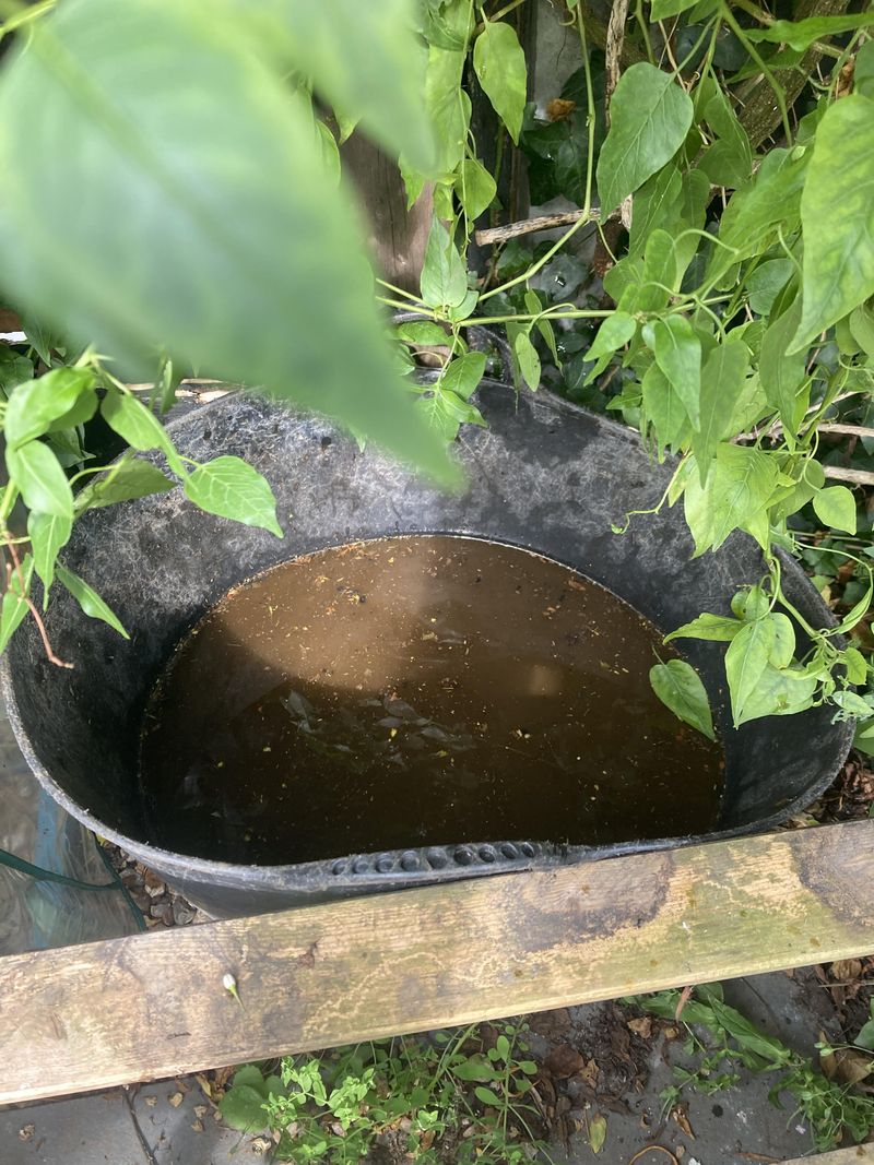 Compost Tea