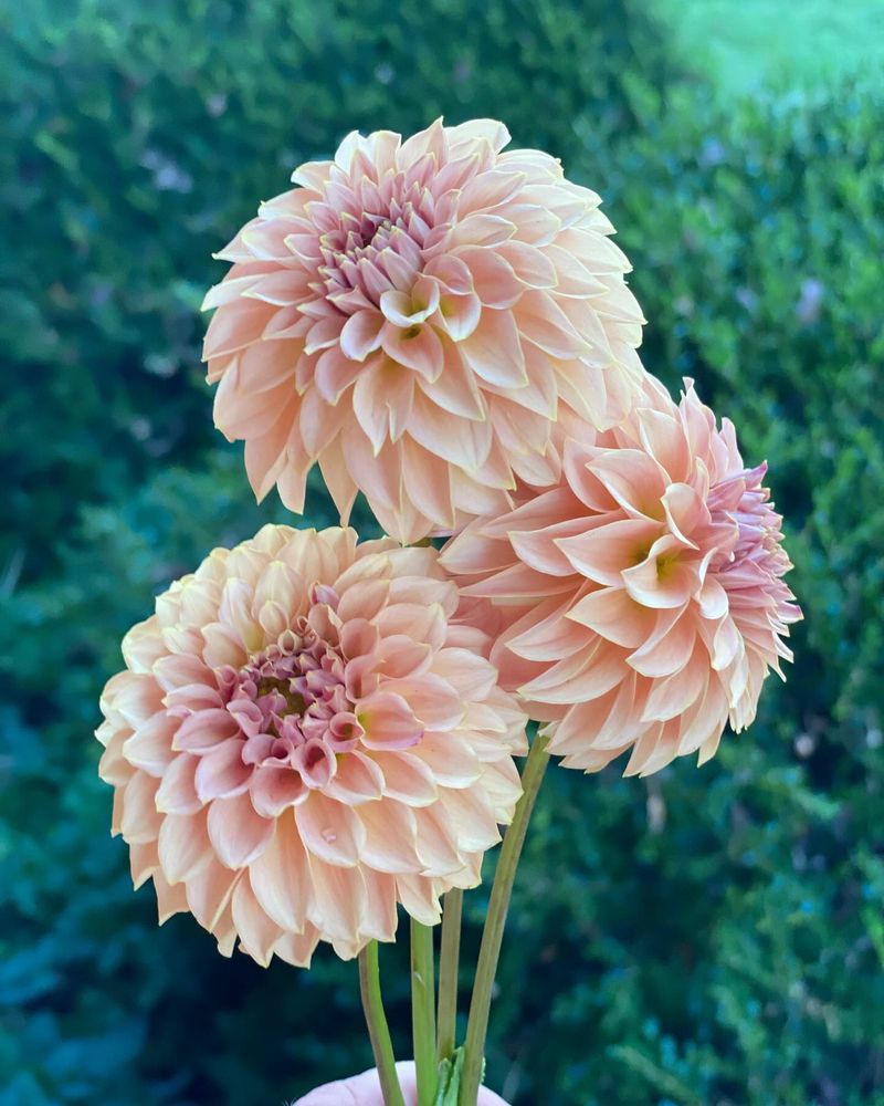 Dr. Earth Flower Girl (3-9-4)