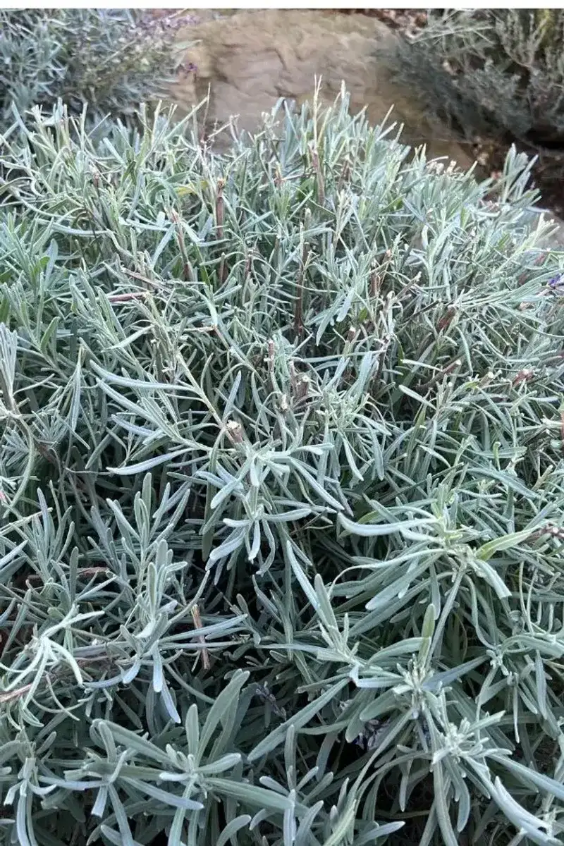 Winter Hardiness Improvement