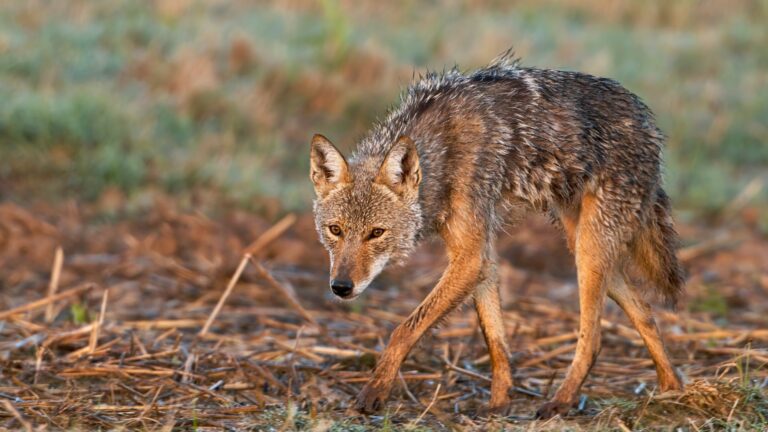 coyote