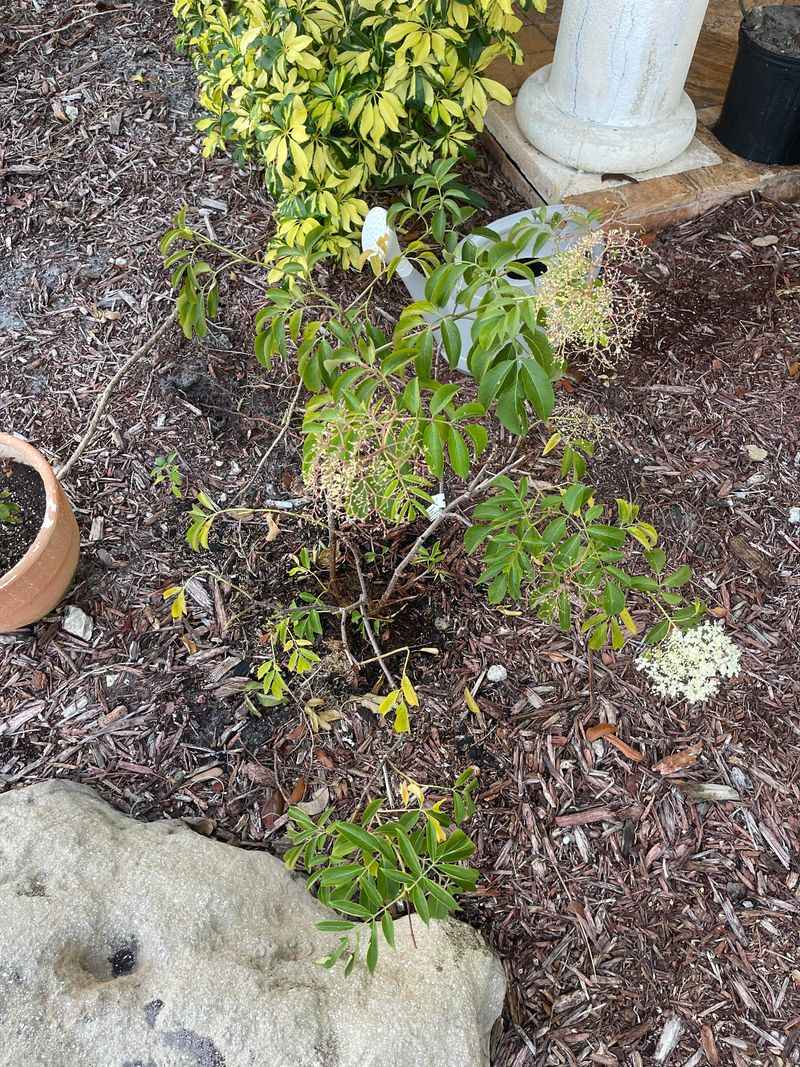 Apply Mulch For Multiple Benefits