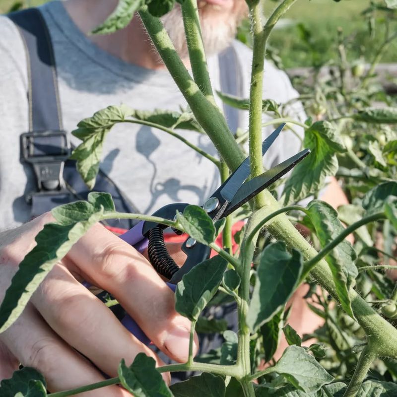 Prune Regularly for Air Circulation