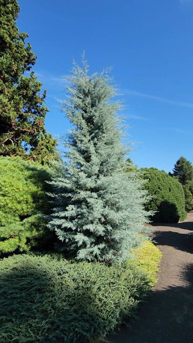Arizona Cypress