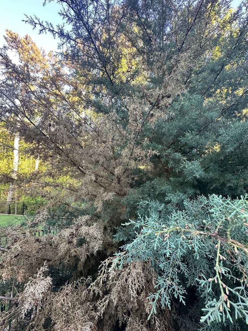 Arizona Cypress