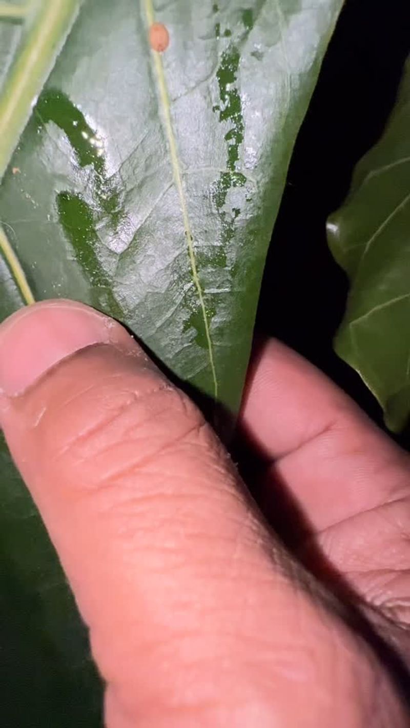 Strong Citrus Oils Damage Leaf Surfaces