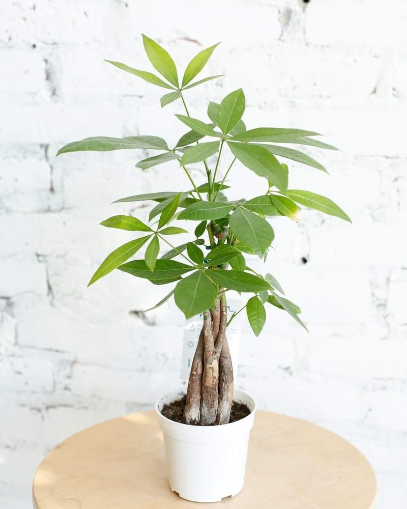 Pachira Aquatica