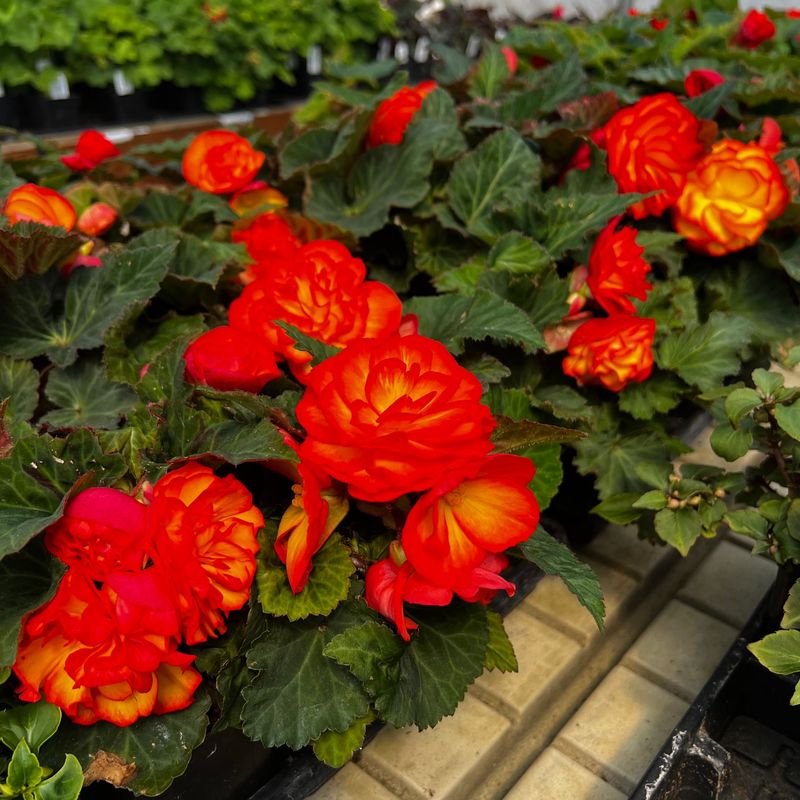 Begonia Tubers
