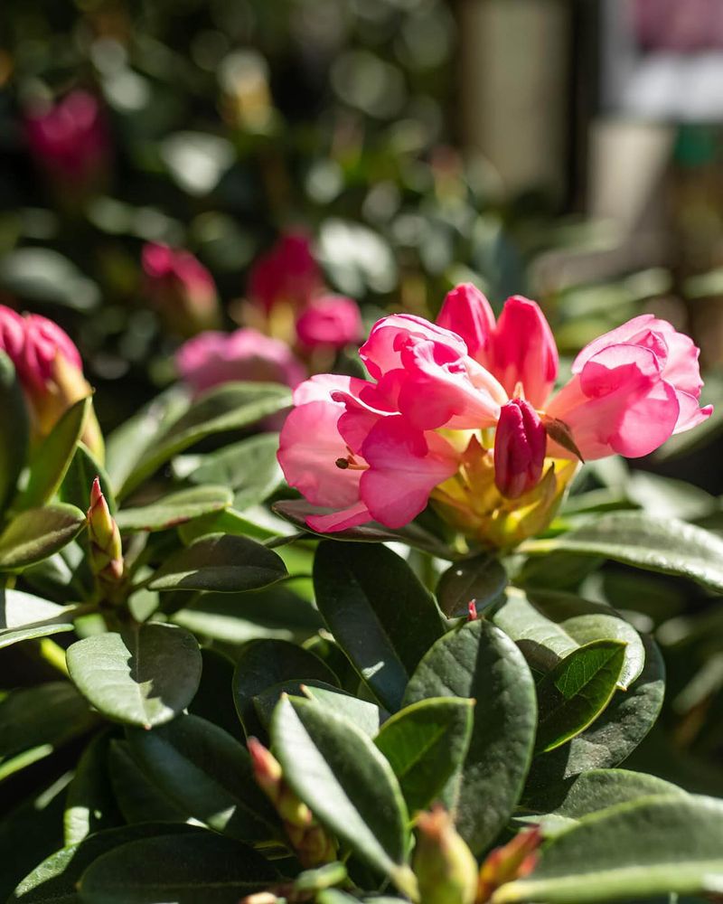 Rhododendron: The Perfect Partner