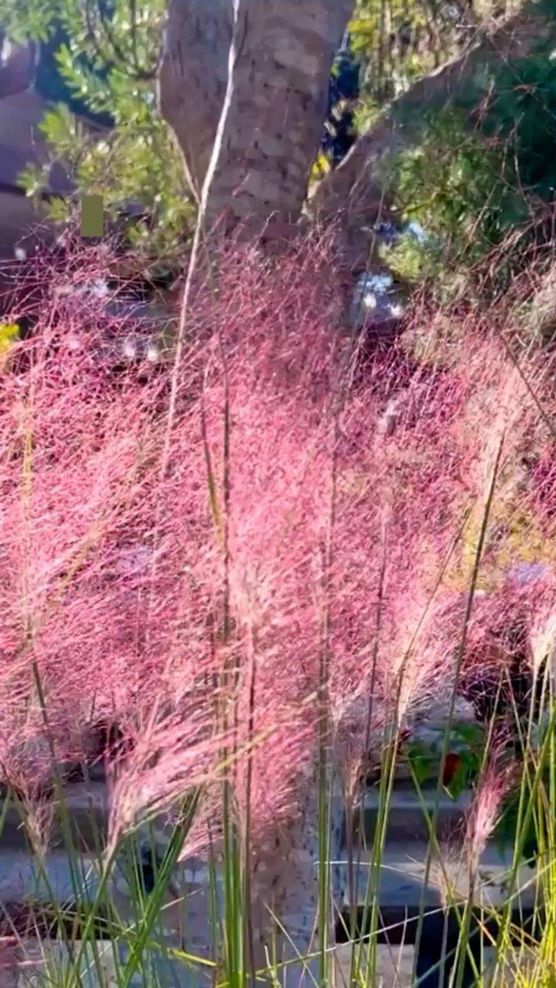 Ornamental Grasses