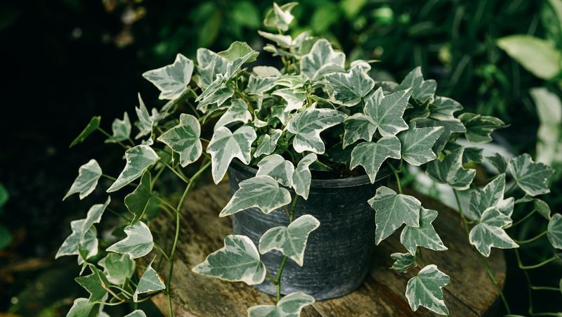 English Ivy: The Climbing Culprit