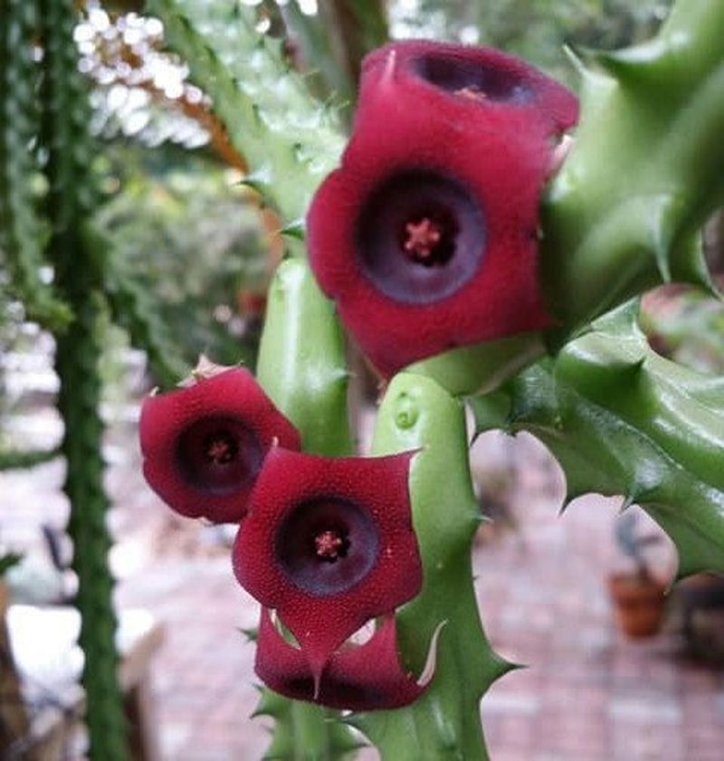 Huernia schneideriana (Red Dragon Flower)