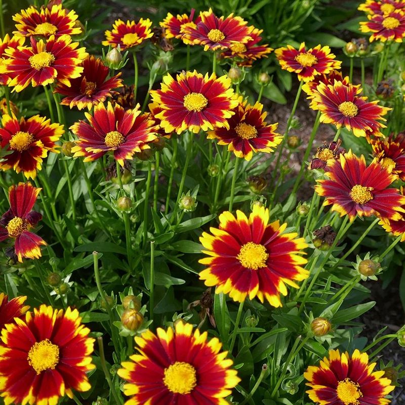 Coreopsis