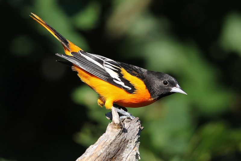 Baltimore Oriole