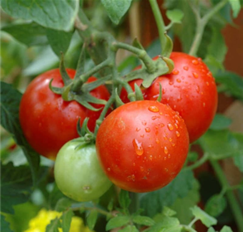 Vitamin B1 Transplant Solution