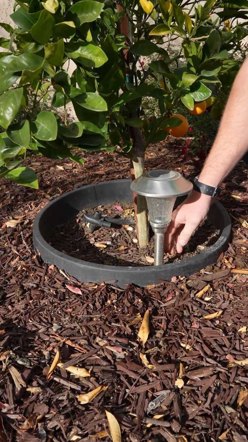 Deep Root Watering