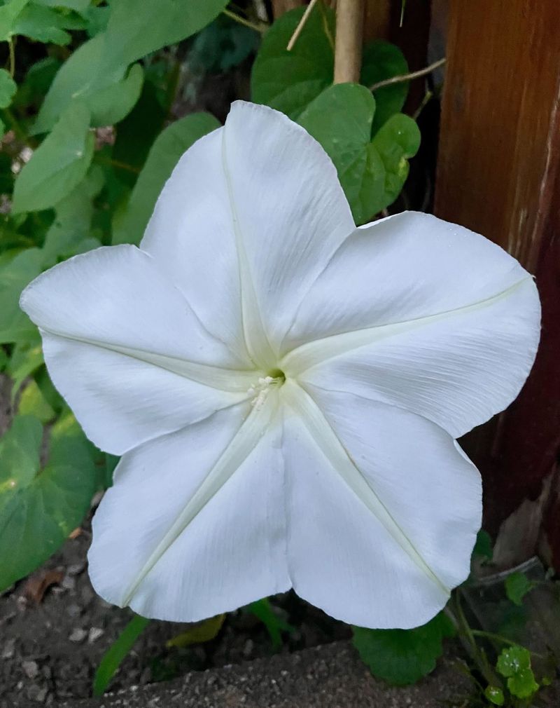 Moonflower