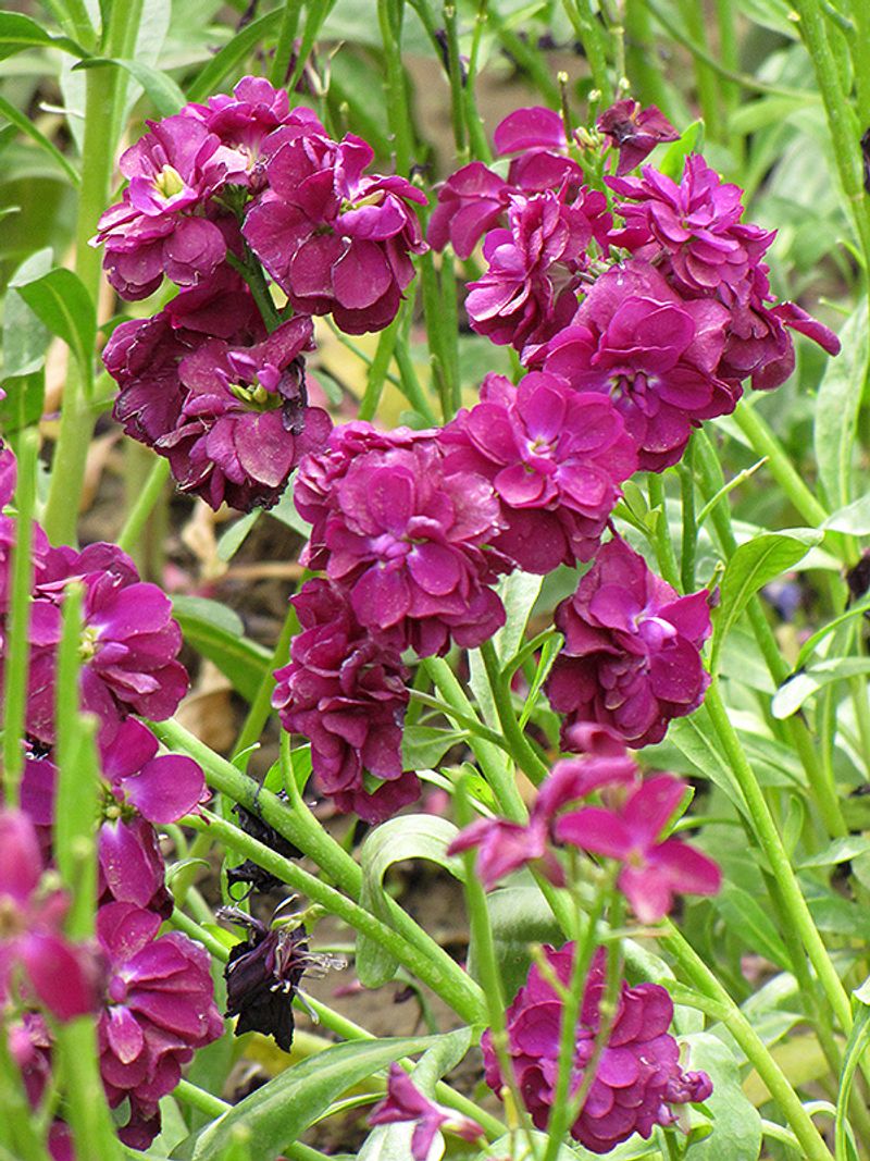 Stock (Matthiola incana)