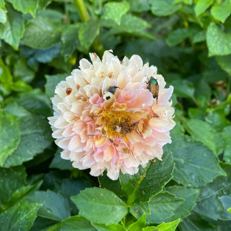 Dahlia